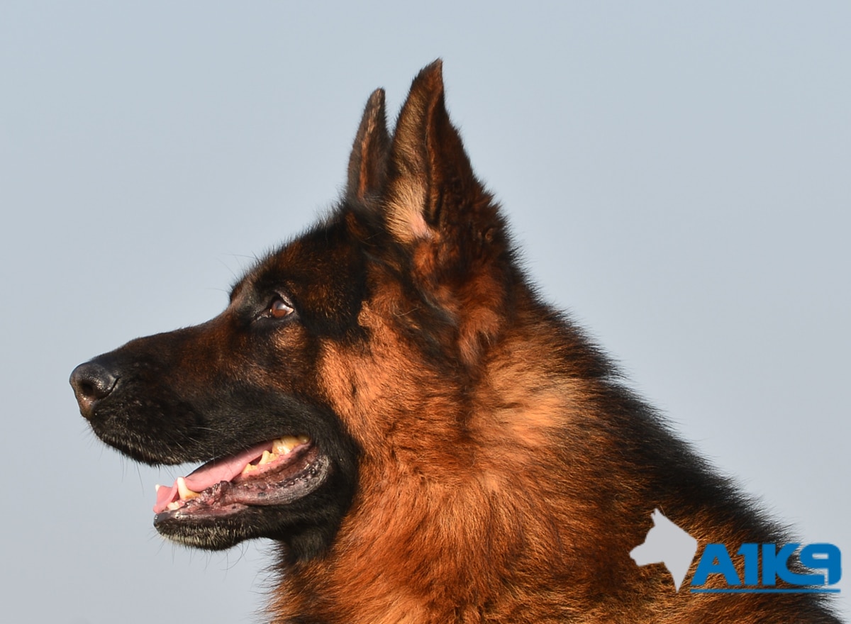 Family Protection Dog – Buddy