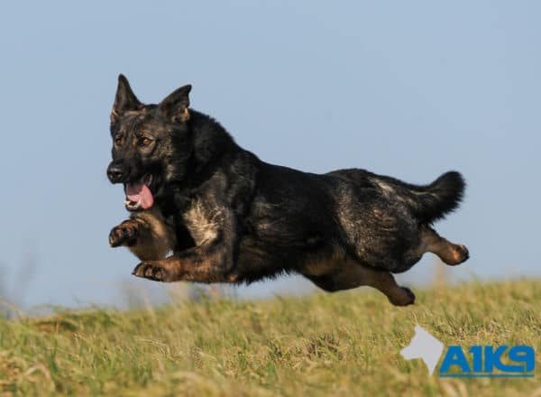 A1K9 Family Protection Dog Cara Run