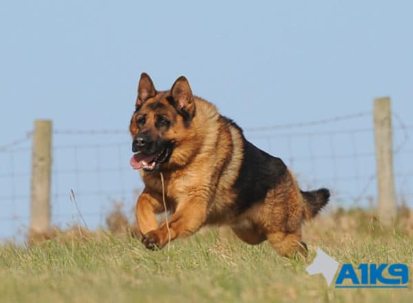 A1K9 Family Protection Dog Rocky Run