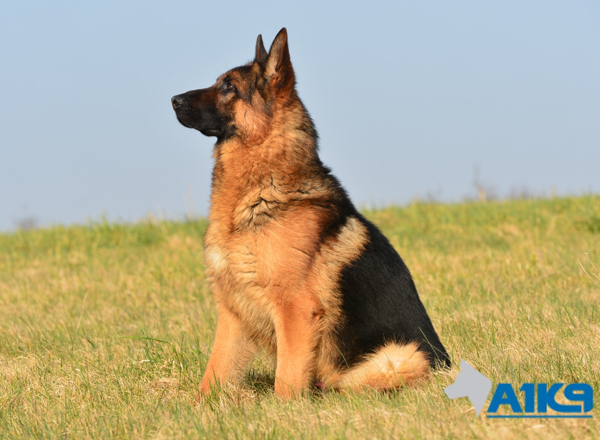 What Is A Level 1 Protection Dog