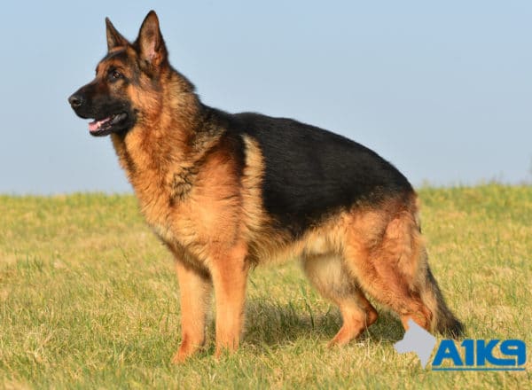A1K9 Family Protection Dog Vic Stand