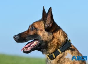 A1K9 Family Protection Dog Victor Head