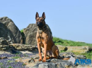 A1K9 Family Protection Dog Victor Sit