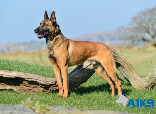 A1K9 Family Protection Dog Victor Stand