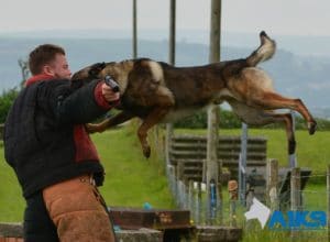 Gun Trained Family Protection Dog in action