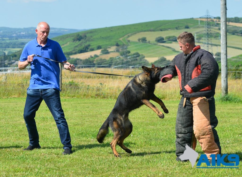 Guard dogs sales in action