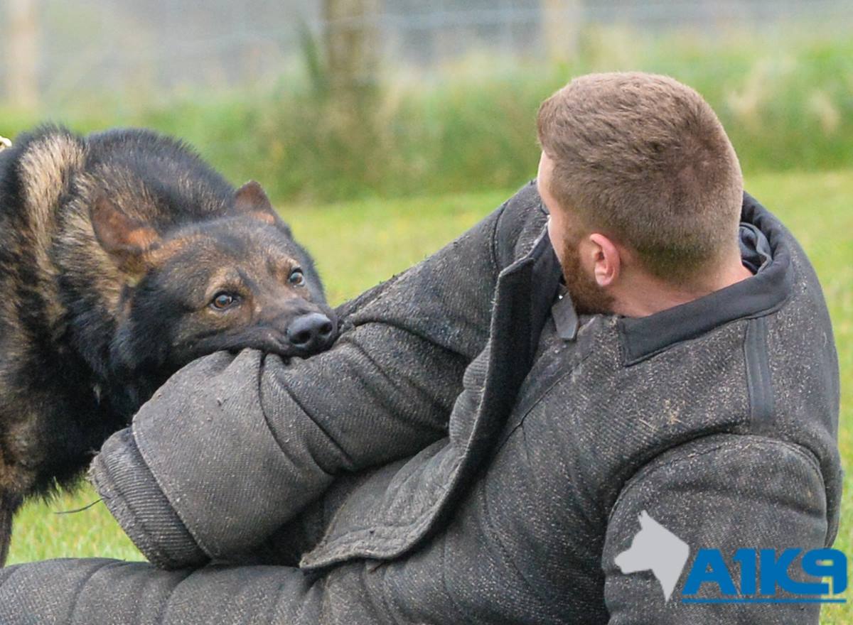 A1K9 Protection Dogs Training Photo