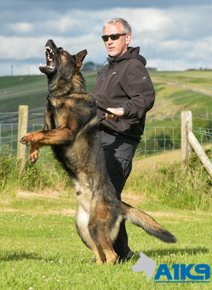 A1K9 Protection Dogs in action