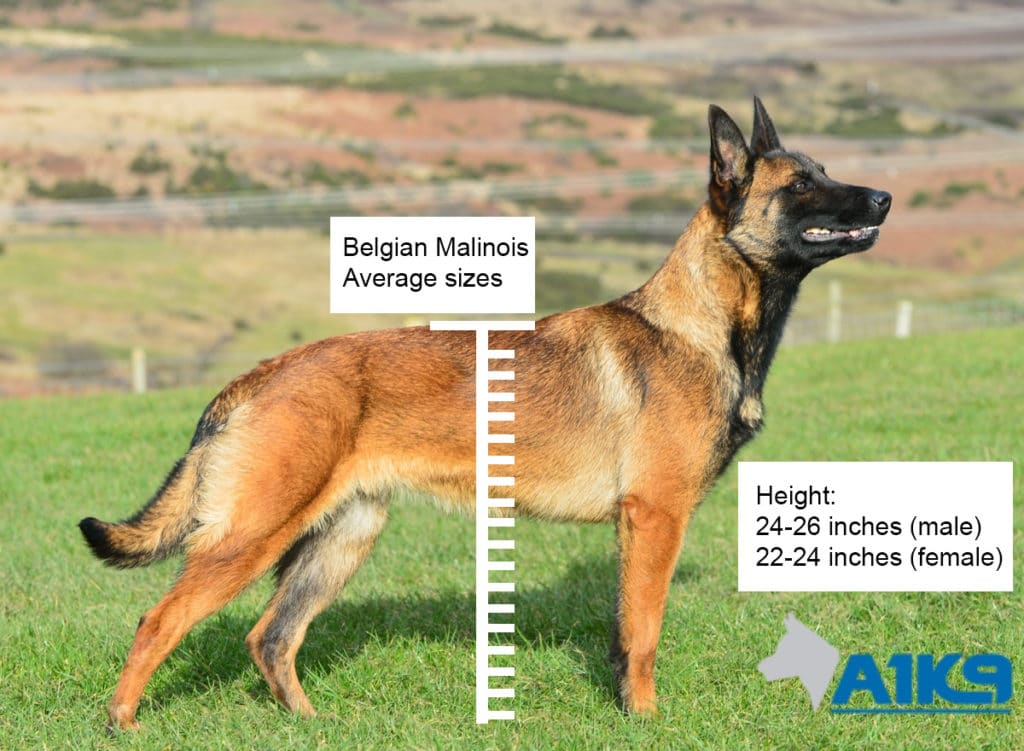 Belgian Malinois Protection Dog Size