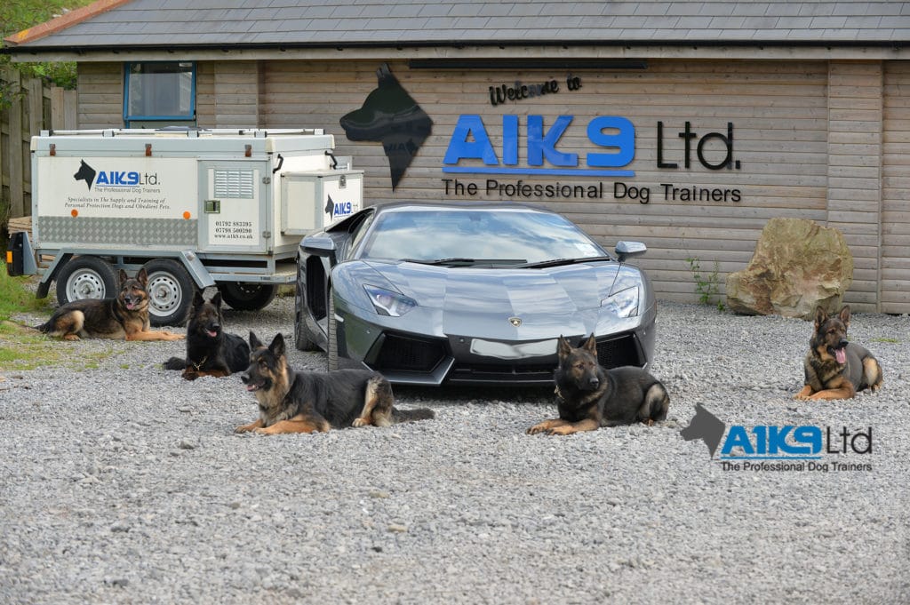 A1K9 Protection Dog For Sale