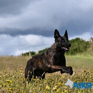 For Sale Family Protection Dog Bowie 140322 Run 1635