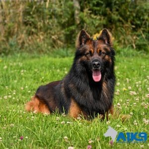 UK Family Protection Dog Henk at A1K9