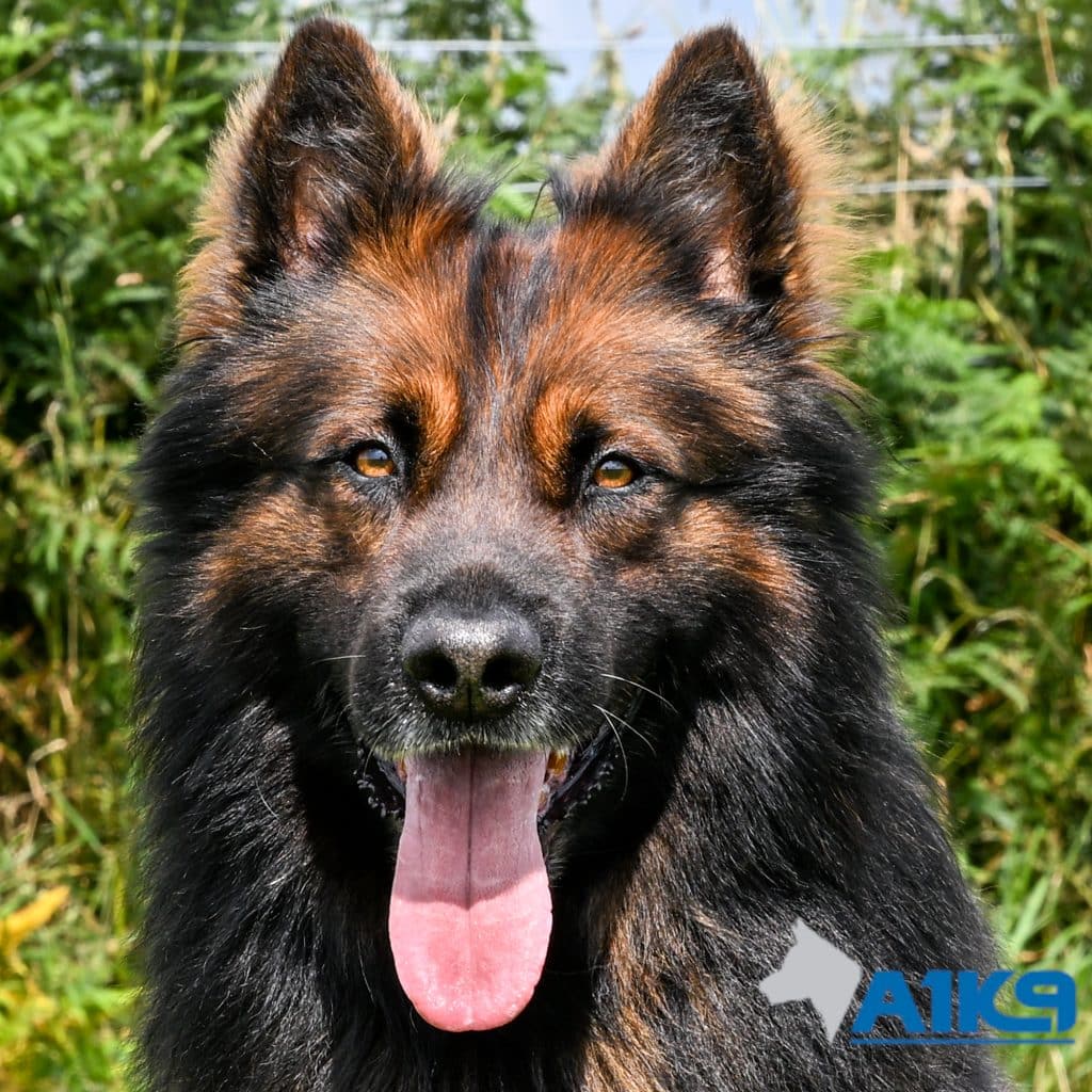 Family Protection Dog Henk Headshot