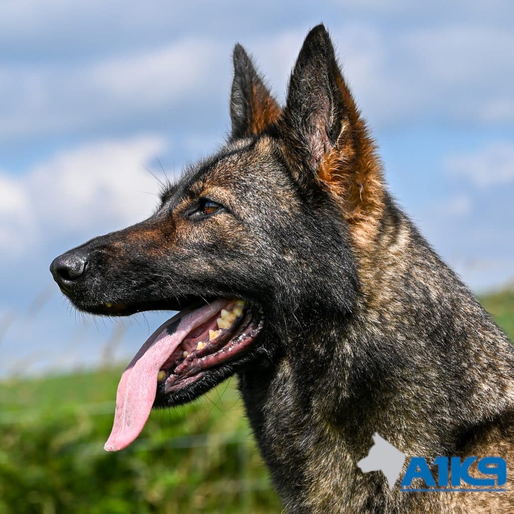 Personal Protection Dog Shanny The Belgian Malinois Headshot at A1K9