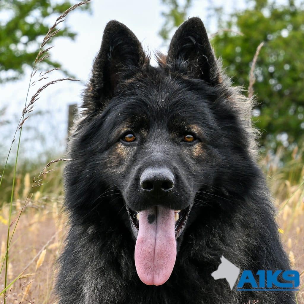 Alsatian Family Protection Dog, Viper Headshot at A1K9