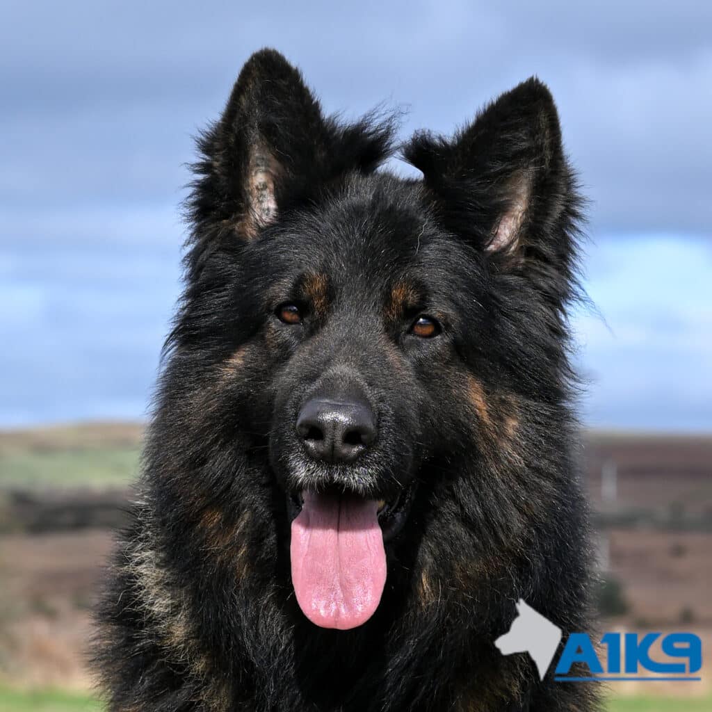 Koda | A1K9®