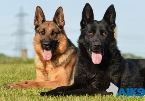 A1K9-The-finest-family-protection-dogs-img-3 A1K9-The-finest-family-protection-dogs-img-3